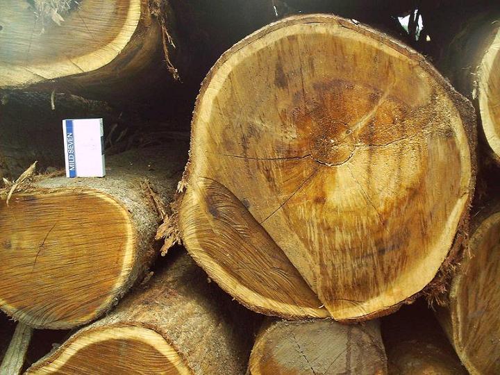 acacia mangium timber