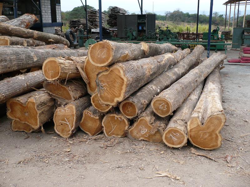 plantation teak logs